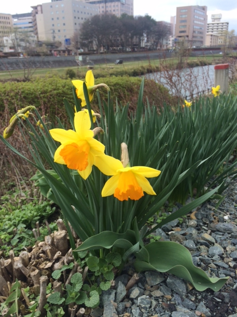 春、カモーン！