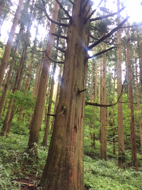 山ガールへの道　姫神山編