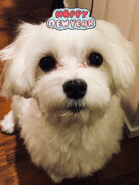 2018年もよろしくお願いします！